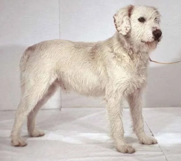 Perro sabueso de istria de pelo duro