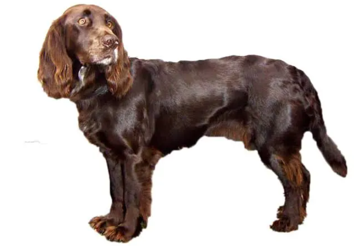 Perro Spaniel alemán