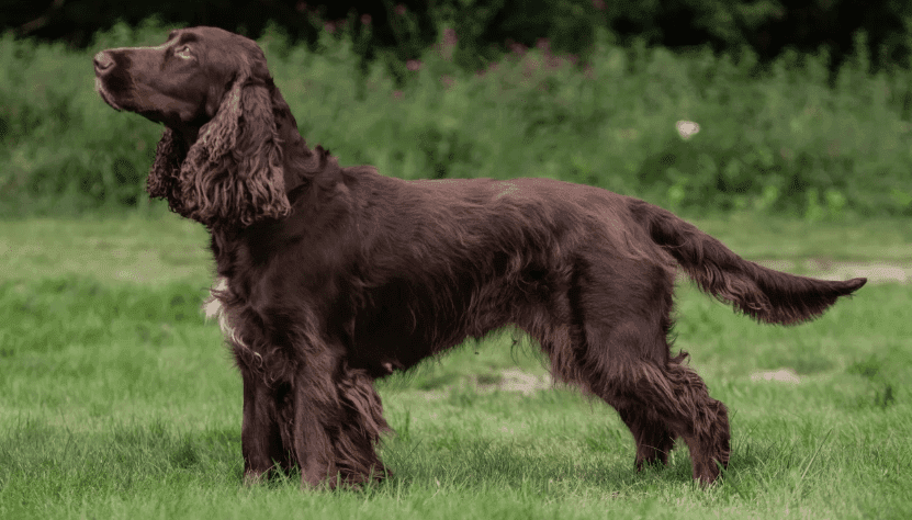 Perro spaniel de campo