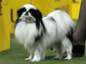 Perro spaniel japonés o chin