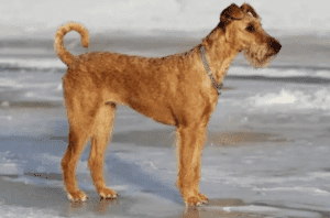 Perro terrier irlandes