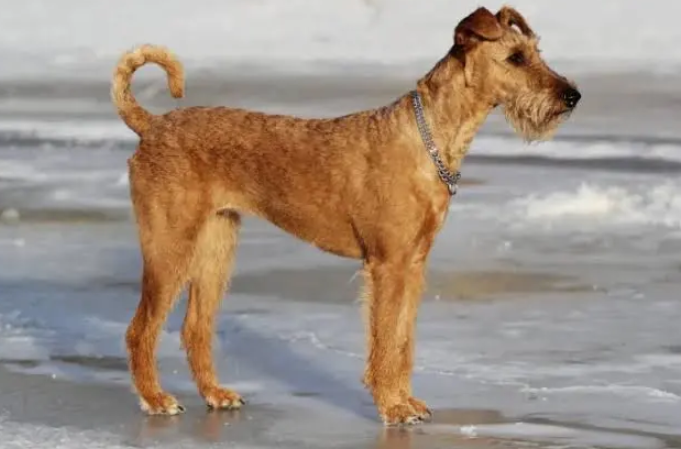 Perro terrier irlandes