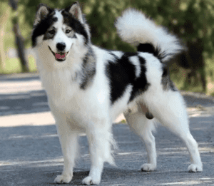 Perro bangkaew tailandés