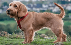 Perro basset leonado de bretaña
