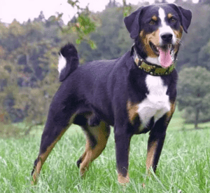 Perro boyero de appenzell