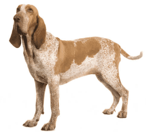 Perro braco italiano