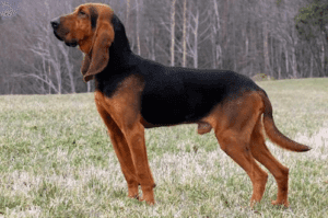 Perro bruno de jura