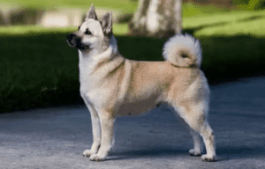 Perro buhund noruego