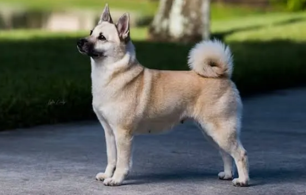 Perro buhund noruego