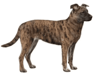Perro cão de fila de são miguel