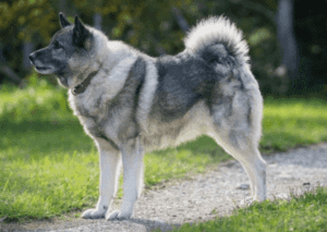 Perro cazador de alces noruego