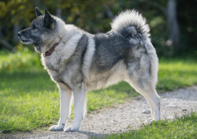 Perro cazador de alces noruego