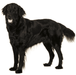 Perro cobrador de pelo liso