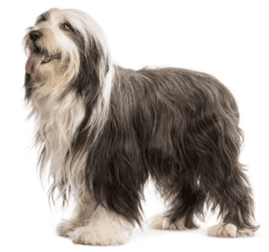 Perro collie barbudo
