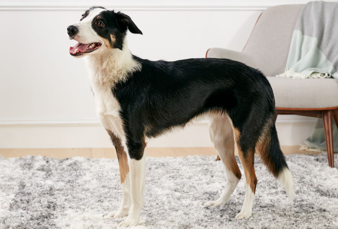 Perro collie de pelo corto