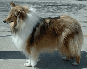 Perro collie de pelo largo