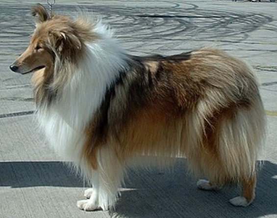 Perro collie de pelo largo