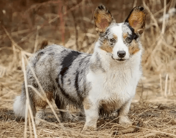 Perro corgi galés de cardigan