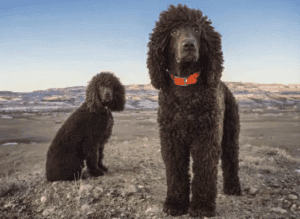 Perro de agua irlandés