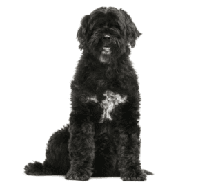 Perro de agua portugués