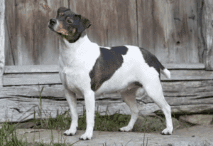 Perro de granja danés y sueco