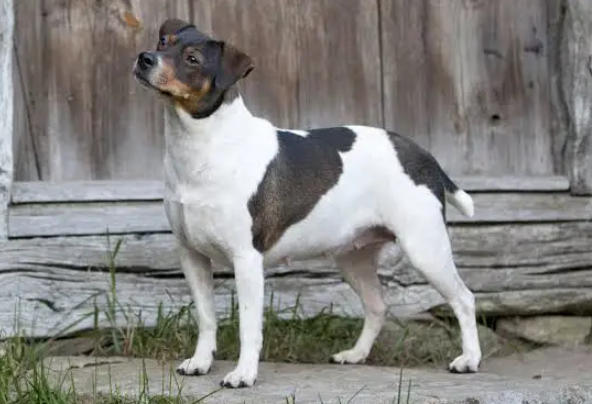 Perro de granja danés y sueco