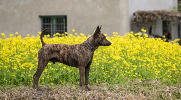 Perro de montaña de formosa