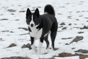 Perro de osos de carelia