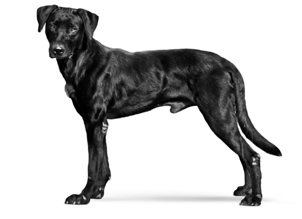 Perro de pastor mallorquín