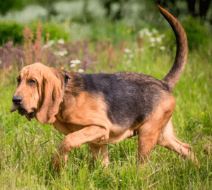 Perro de san huberto