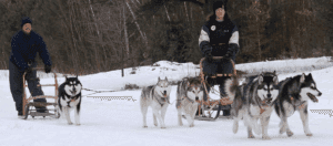 Perro de trineo