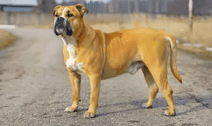 Perro dogo mallorquín