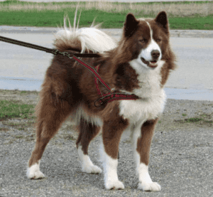 Perro esquimal canadiense