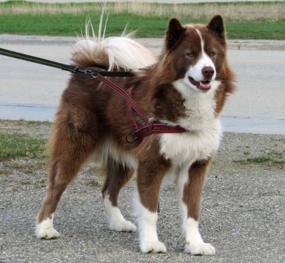 Perro esquimal canadiense