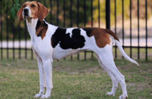 Perro foxhound americano
