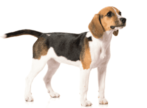 Perro foxhound inglés
