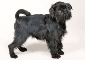 Perro grifón belga