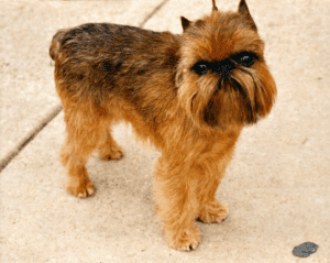 Perro grifón de bruselas