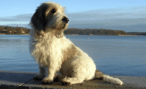 Perro grifón vandeano basset pequeño