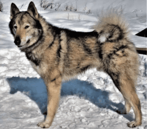 Perro laika de siberia occidental