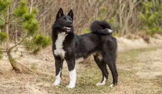 Perro laika ruso europeo