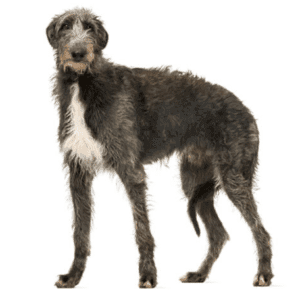 Perro lebrel escoces
