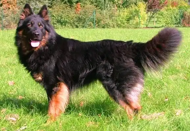 Perro pastor bohemio