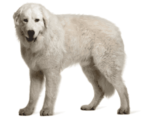 Perro pastor de maremma