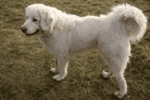 Perro pastor de tatra