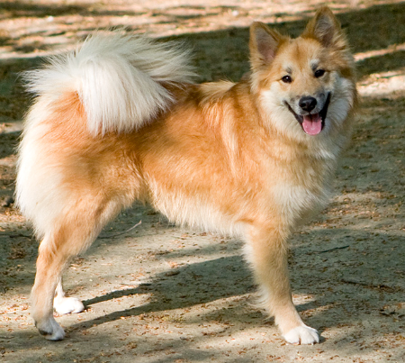 Perro pastor islandés