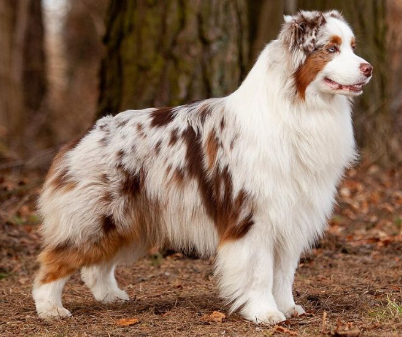 Perro pastor ovejero australiano