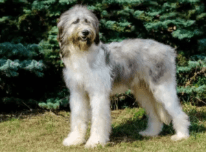 Perro pastor rumano de mioritza