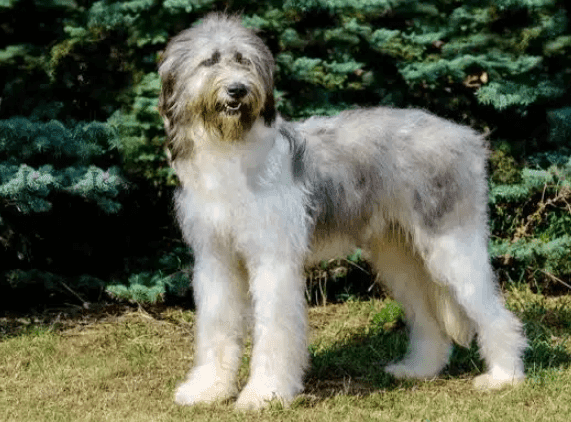 Perro pastor rumano de mioritza