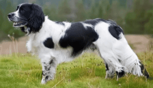 Perro perdiguero frisón